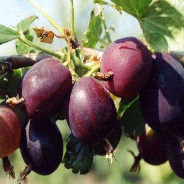 Крыжовник Сливовый